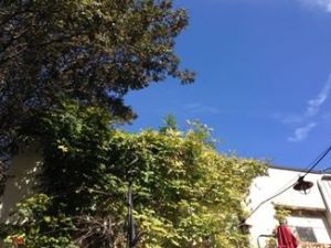 java monkey patio fb 2